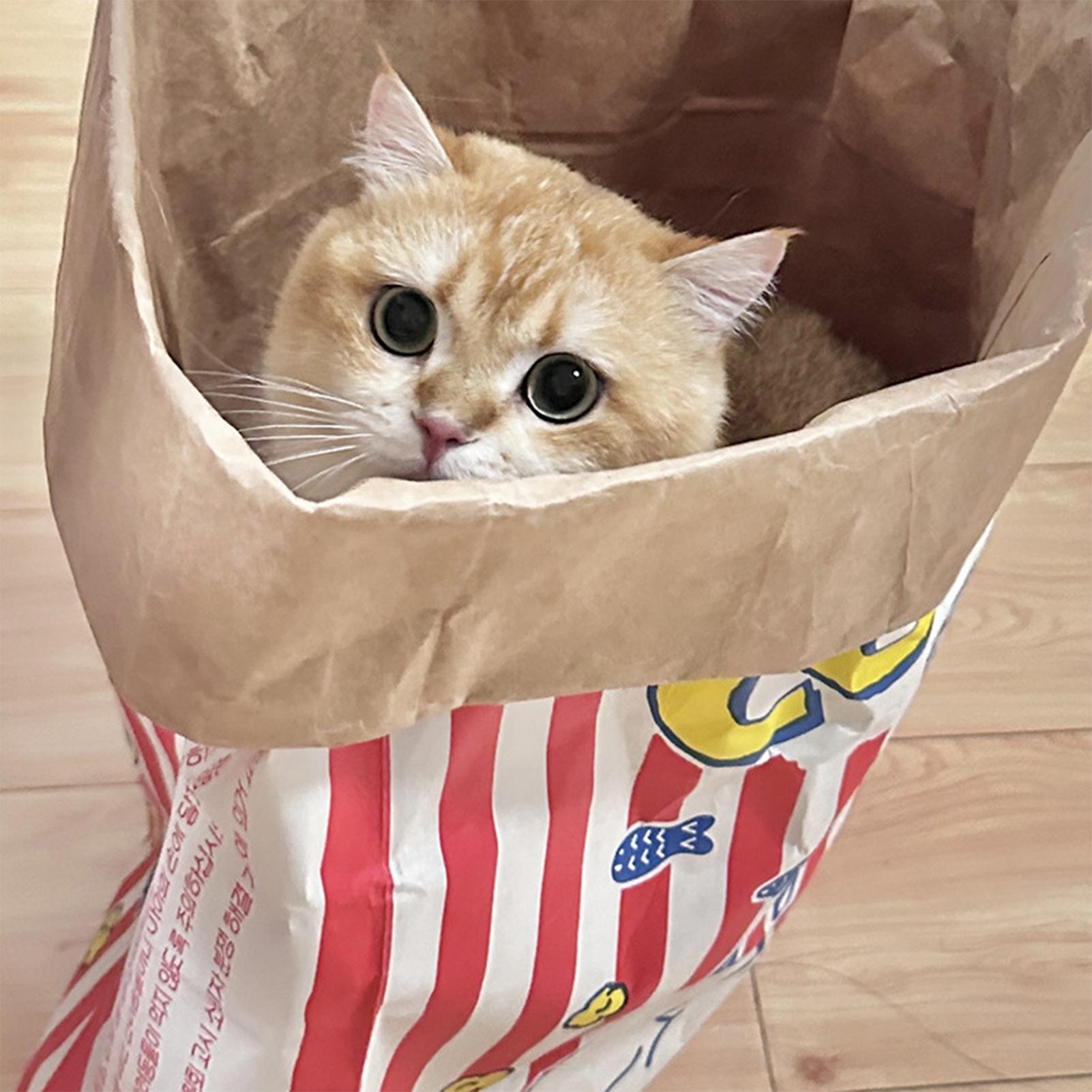 Crinkle Cat Bag Opvouwbare int - Dog Puzzle Feeder Toy recensie en prijs