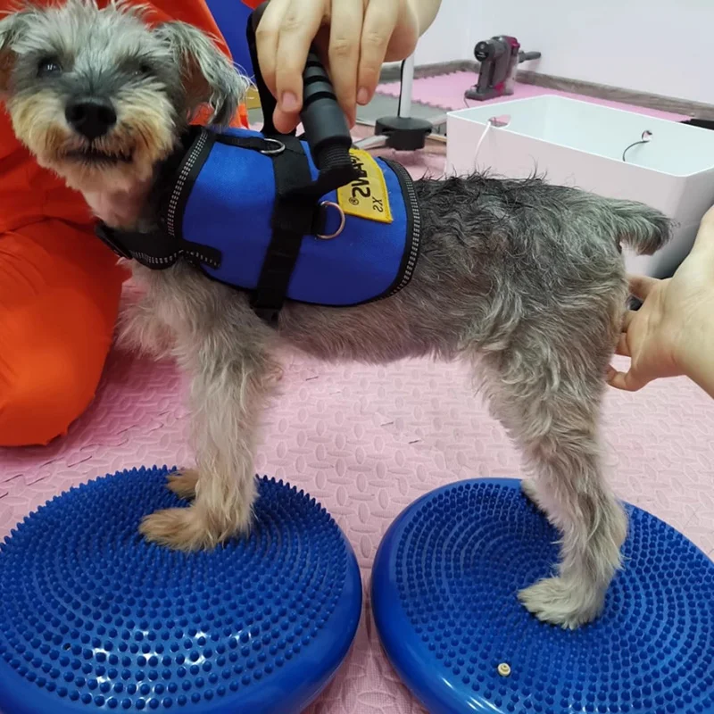 Honden Training Hulpmiddelen B - Flying Disc Dog Training Toy recensie en prijs
