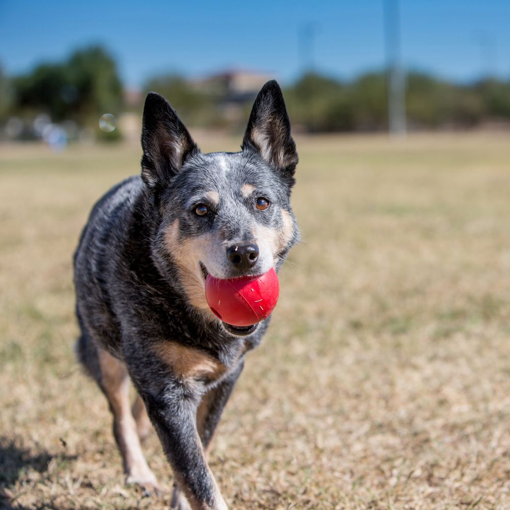 KONG Bal Hondenspeelgoed M/L - Indestructible Dog Chew Toy recensie en prijs